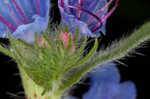 Common viper's bugloss